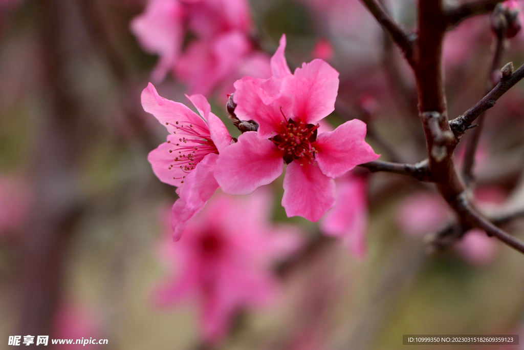 桃花