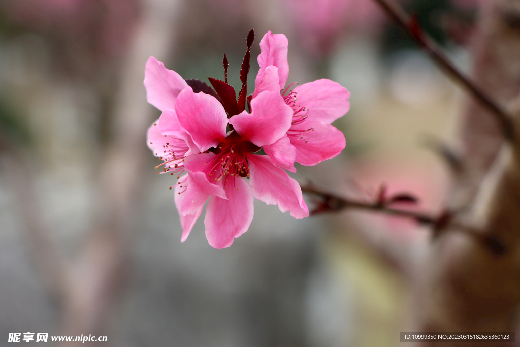 桃花