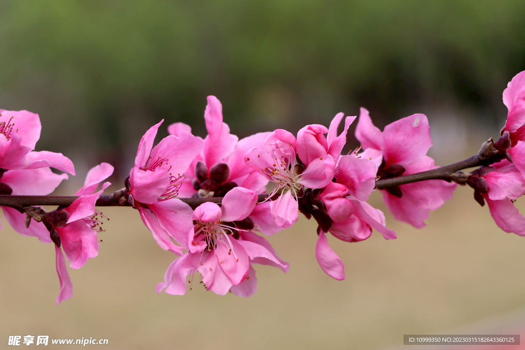 桃花