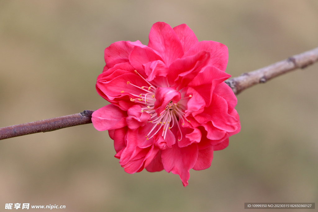 桃花