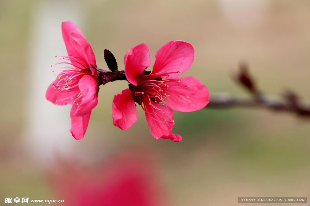 桃花