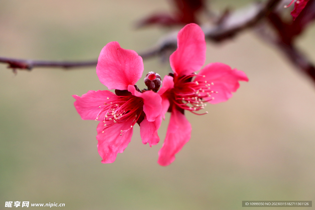 桃花