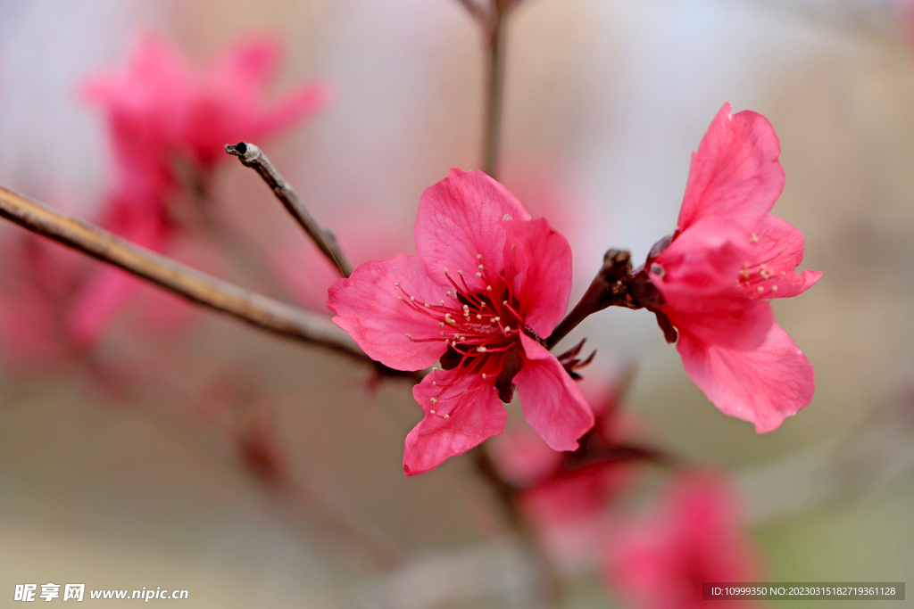 桃花