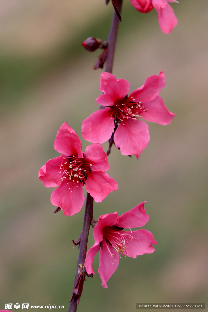 桃花