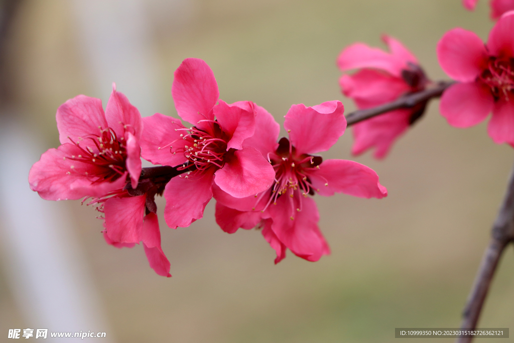 桃花