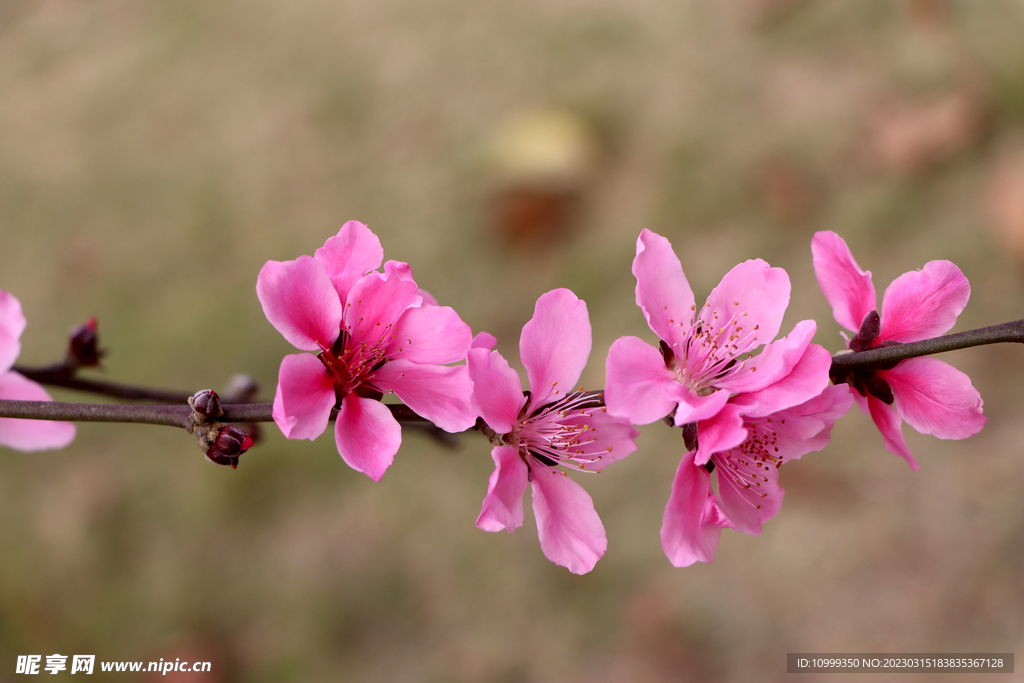 桃花