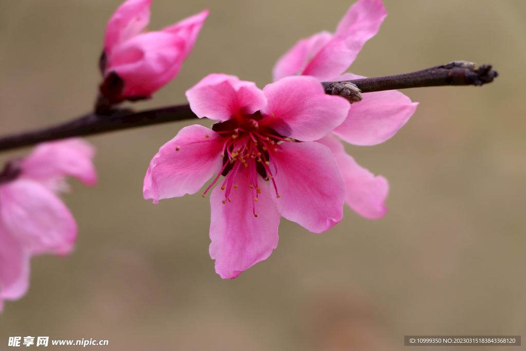 桃花