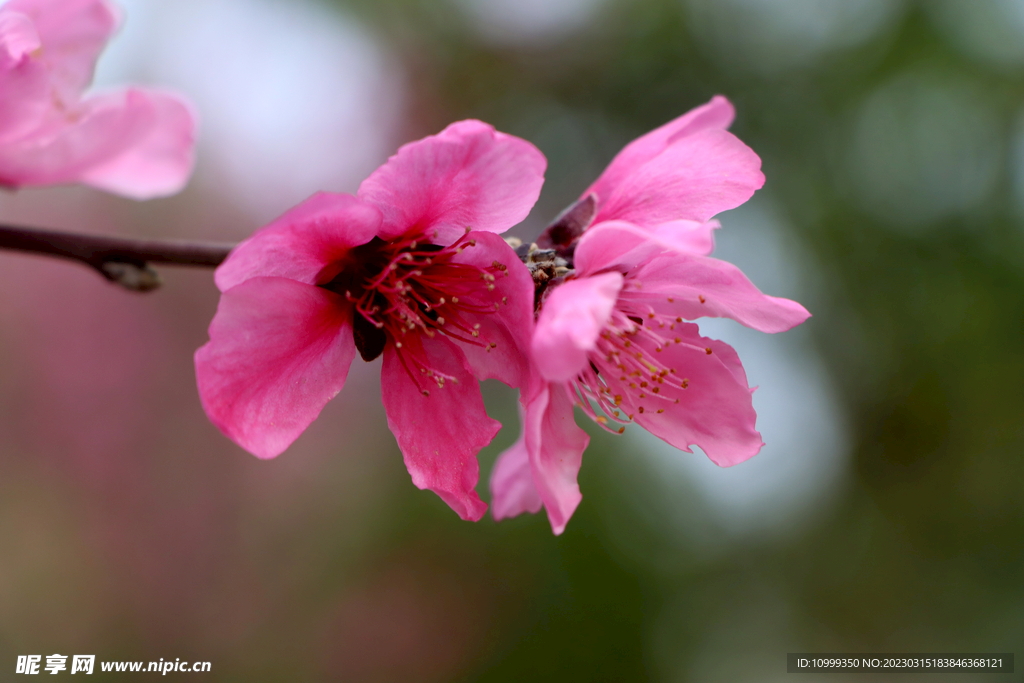 桃花