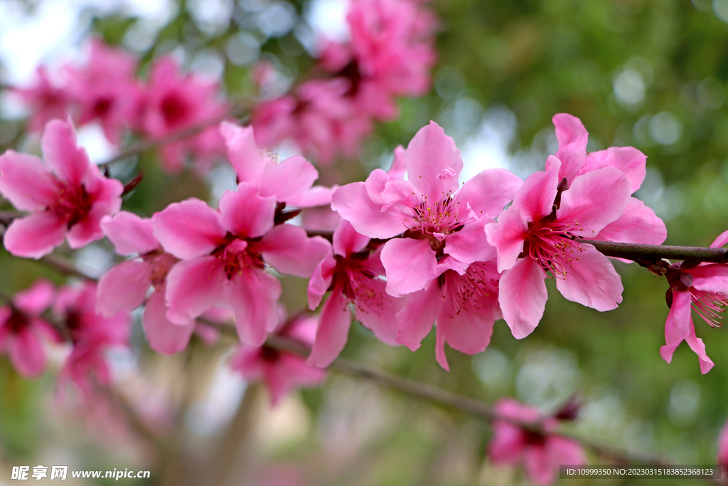 桃花