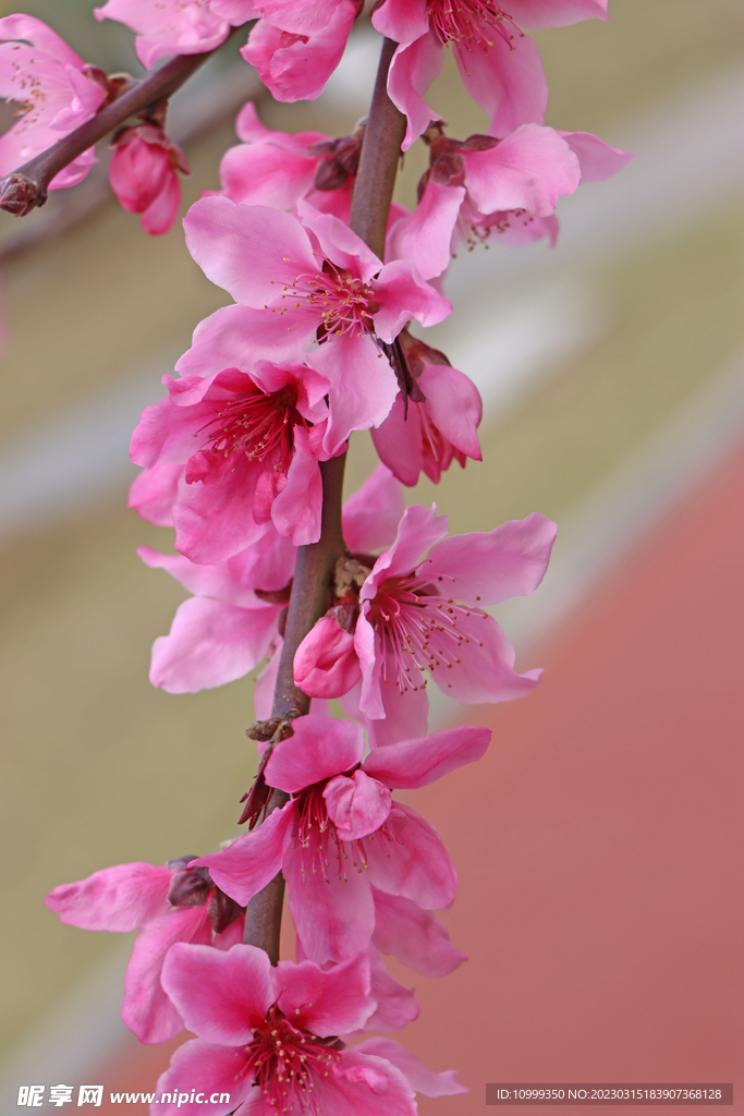 桃花
