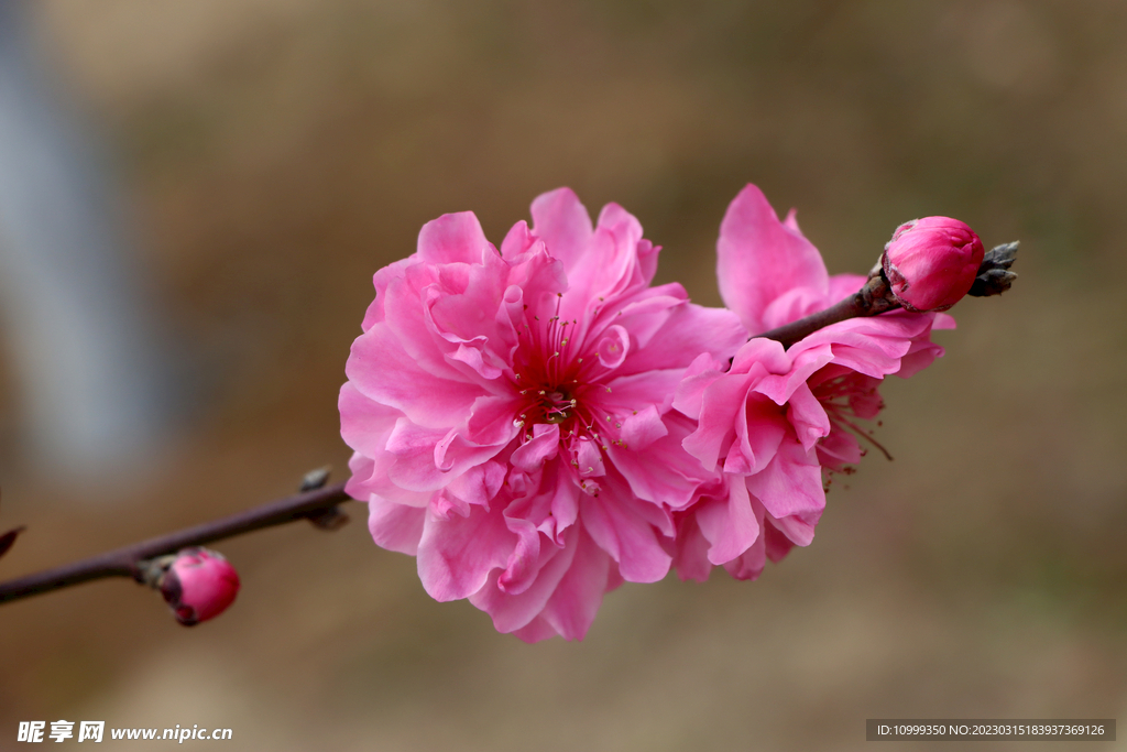桃花