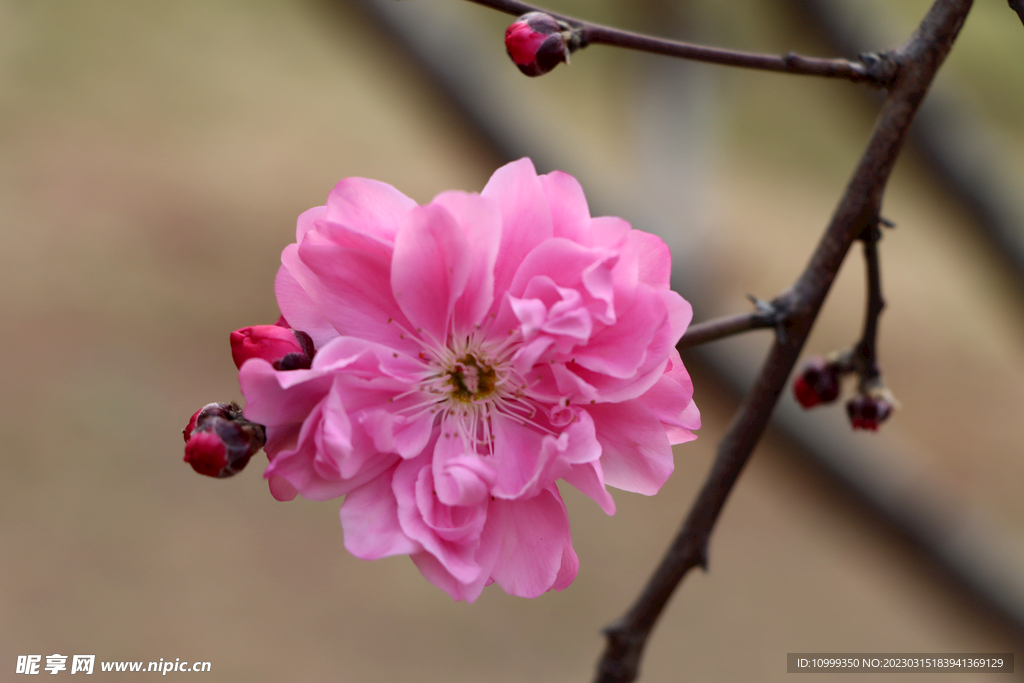 桃花