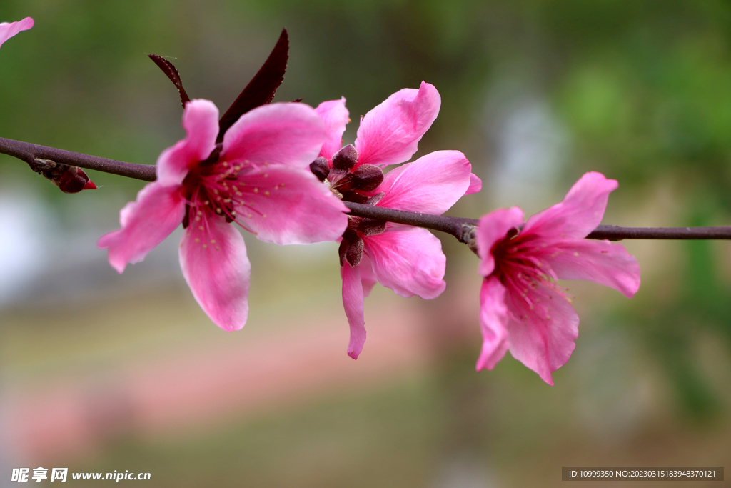 桃花
