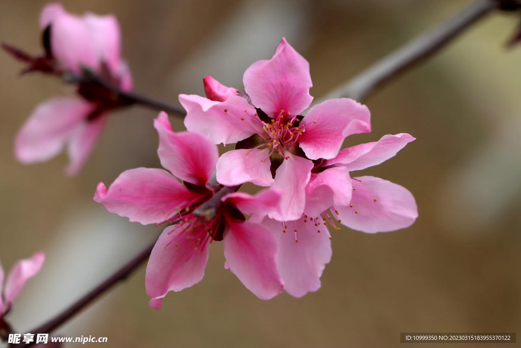 桃花