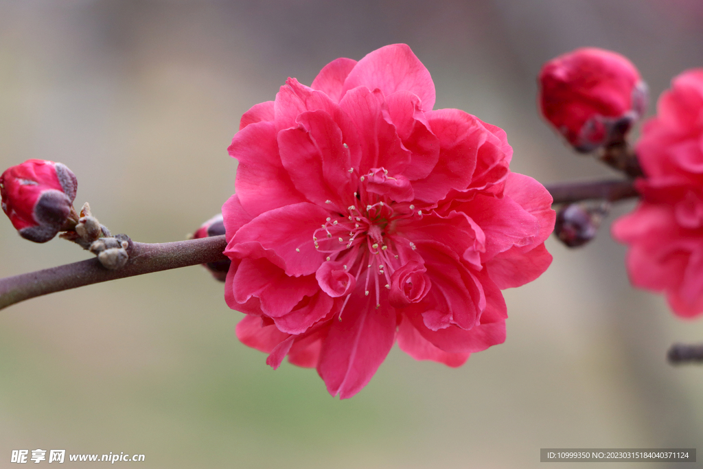 桃花