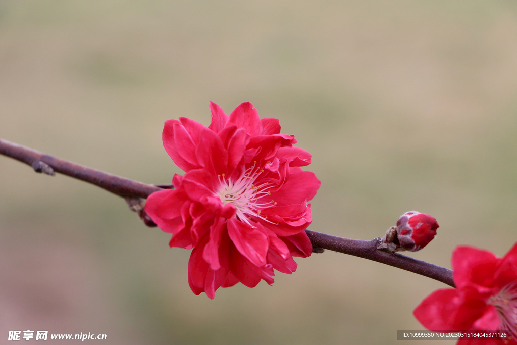 桃花