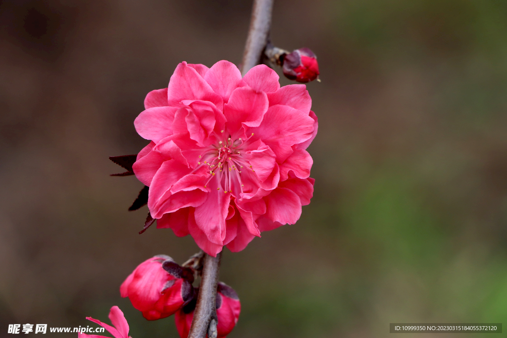 桃花