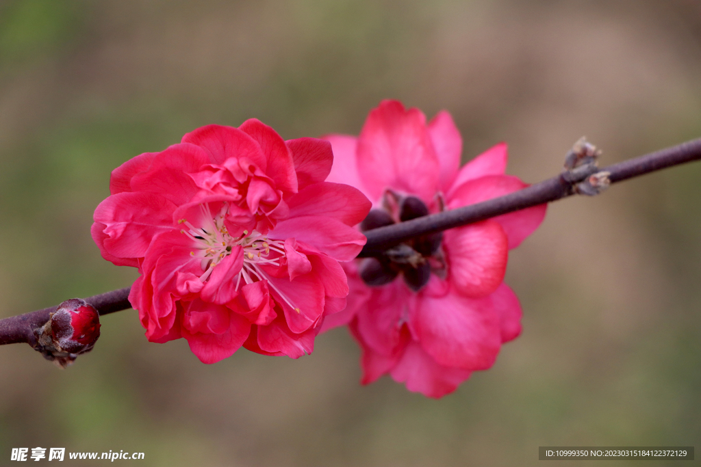 桃花