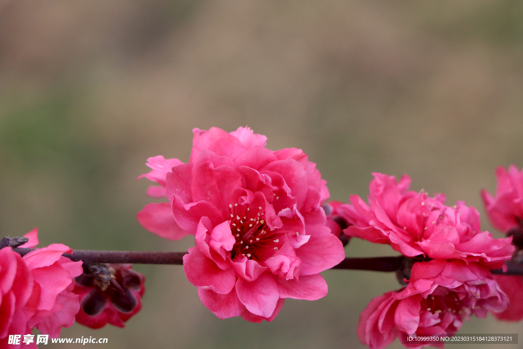 桃花