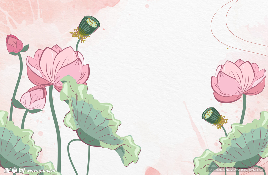 荷花插画
