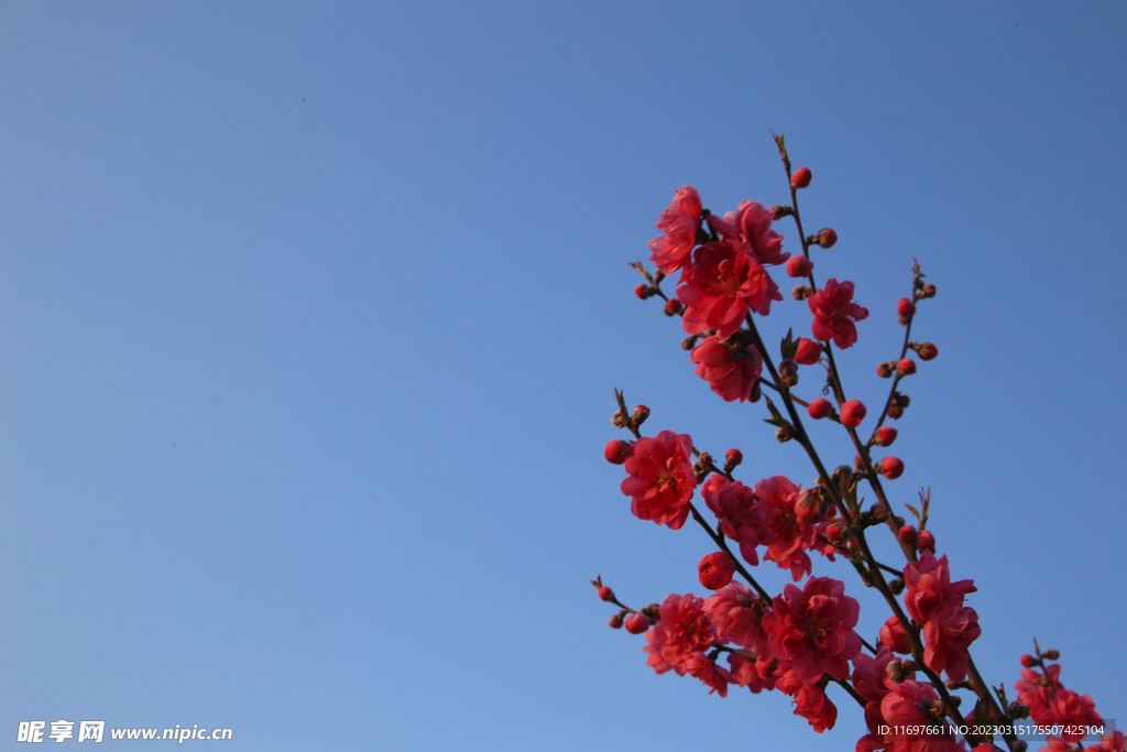 桃花