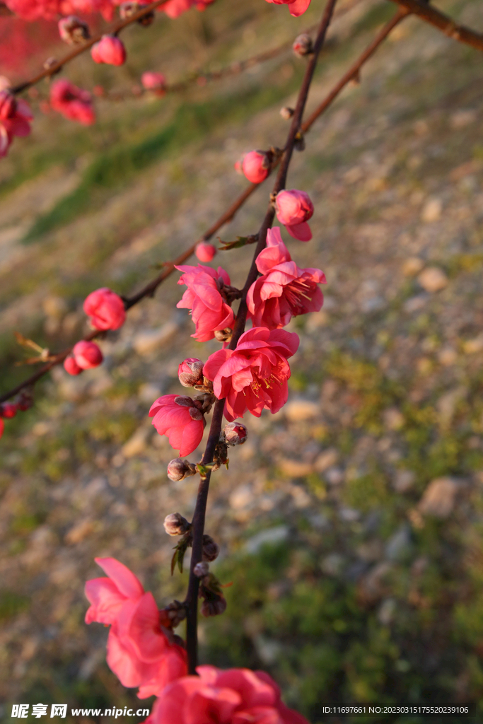 桃花