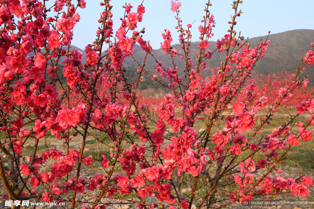 桃花