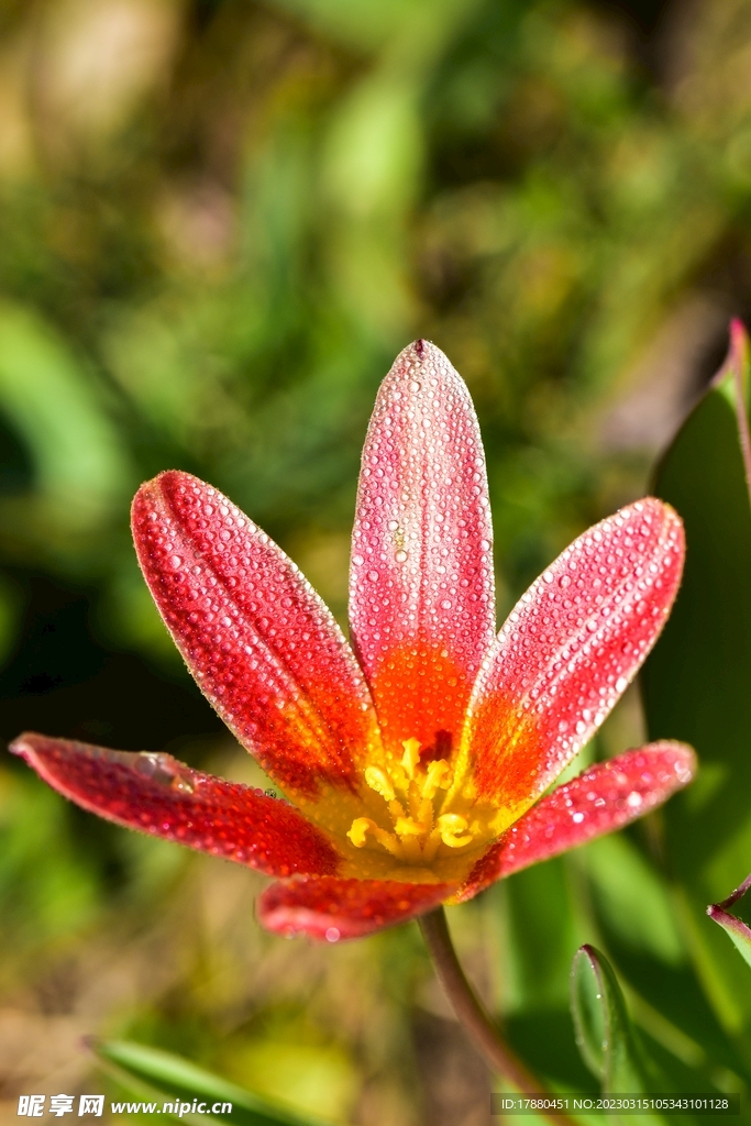 三花洼瓣花