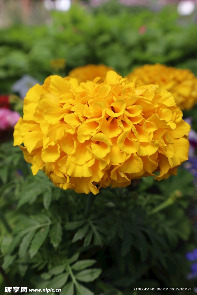 菊花