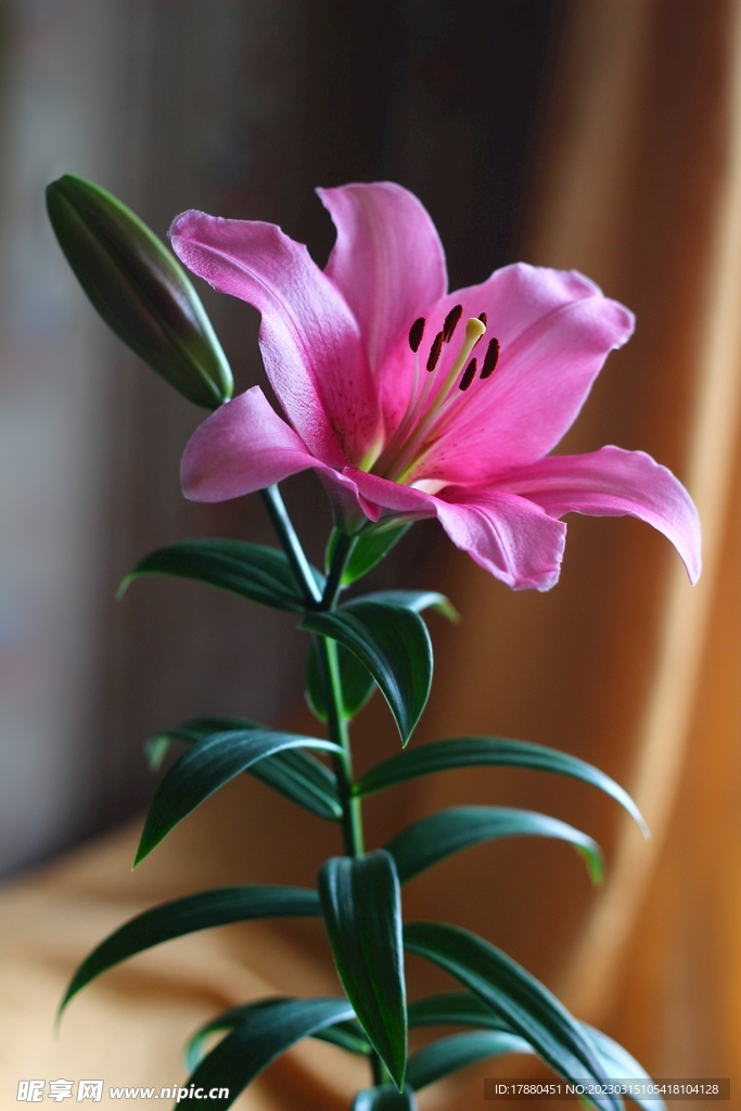 百合