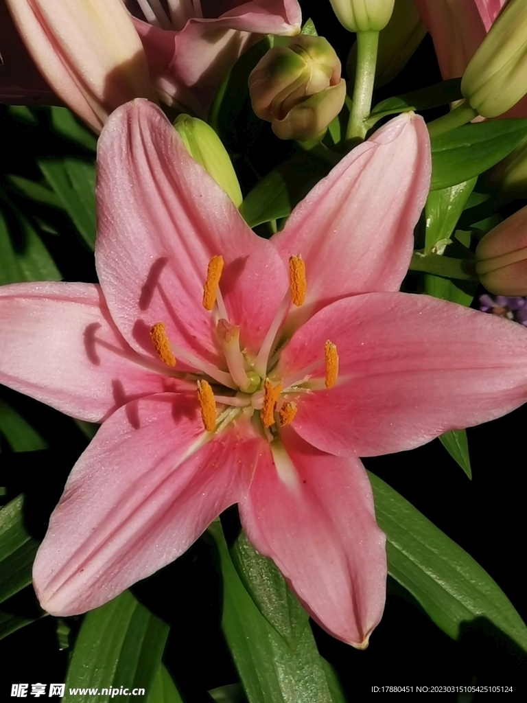 百合