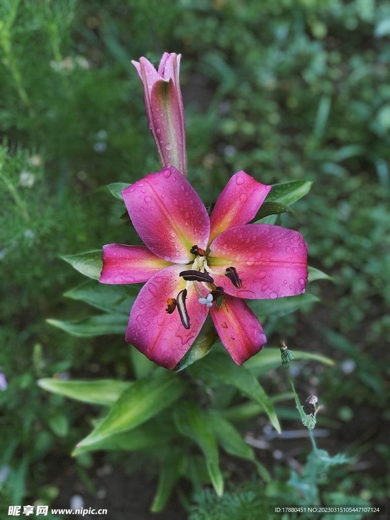 百合