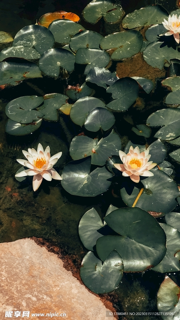 睡莲