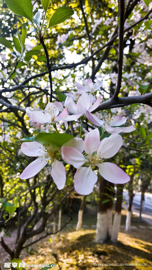 西府海棠