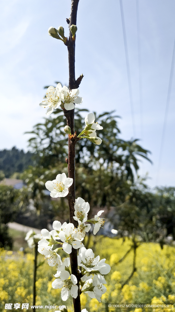 李花