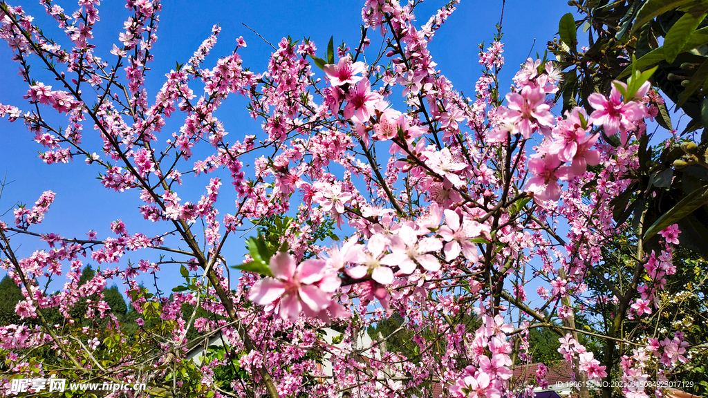 桃花