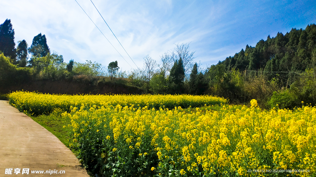 油菜花