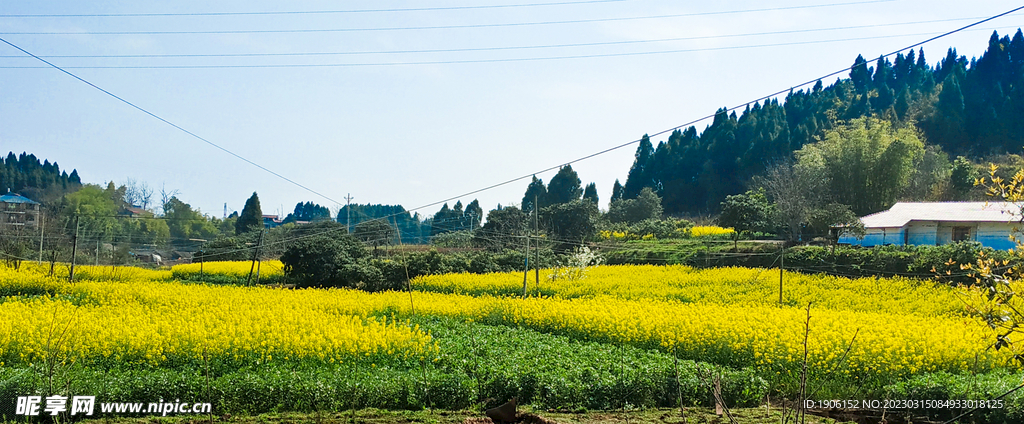 油菜花