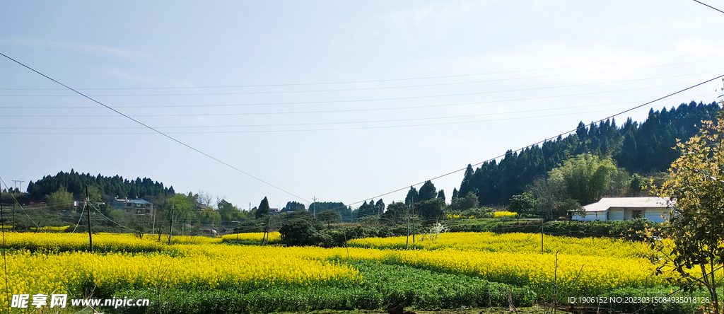 油菜花