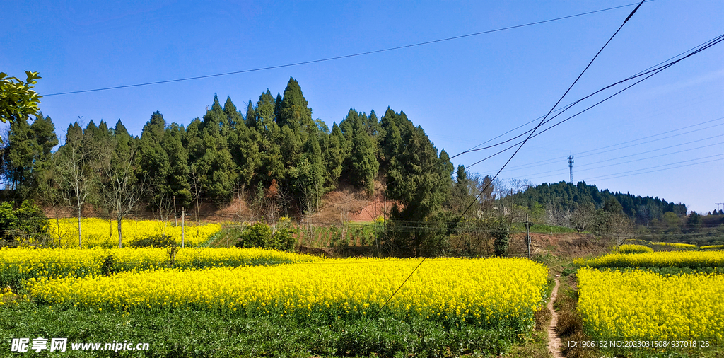 油菜花