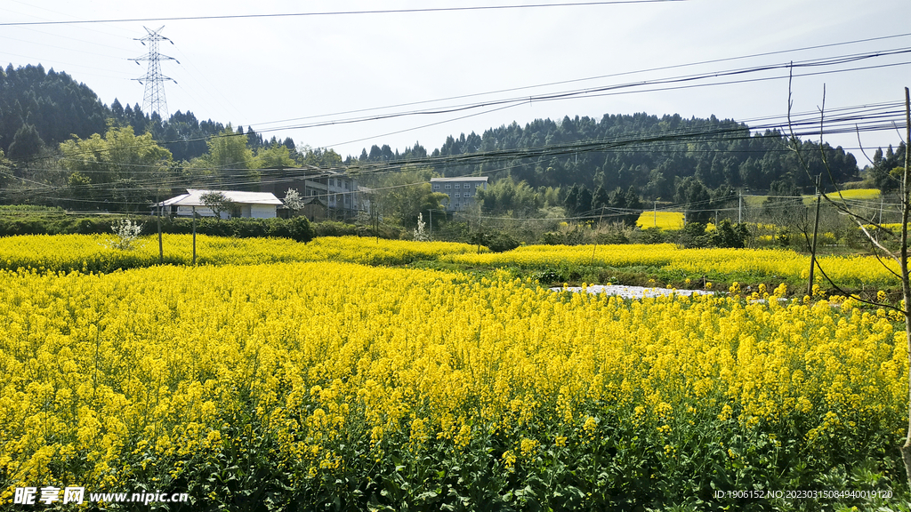 油菜花