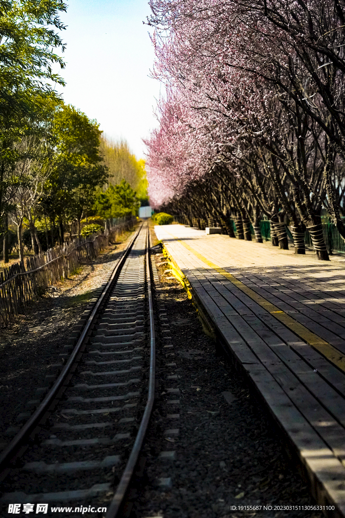 铁路樱花