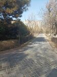 阳光小路