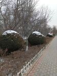 雪后