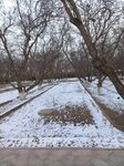 林中落雪