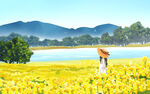 卡通油菜花田