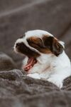 狗