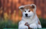 狗