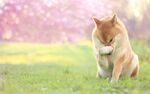 狗