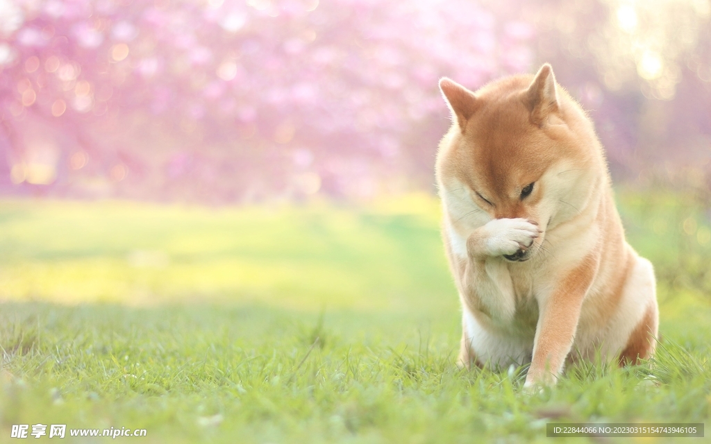 狗